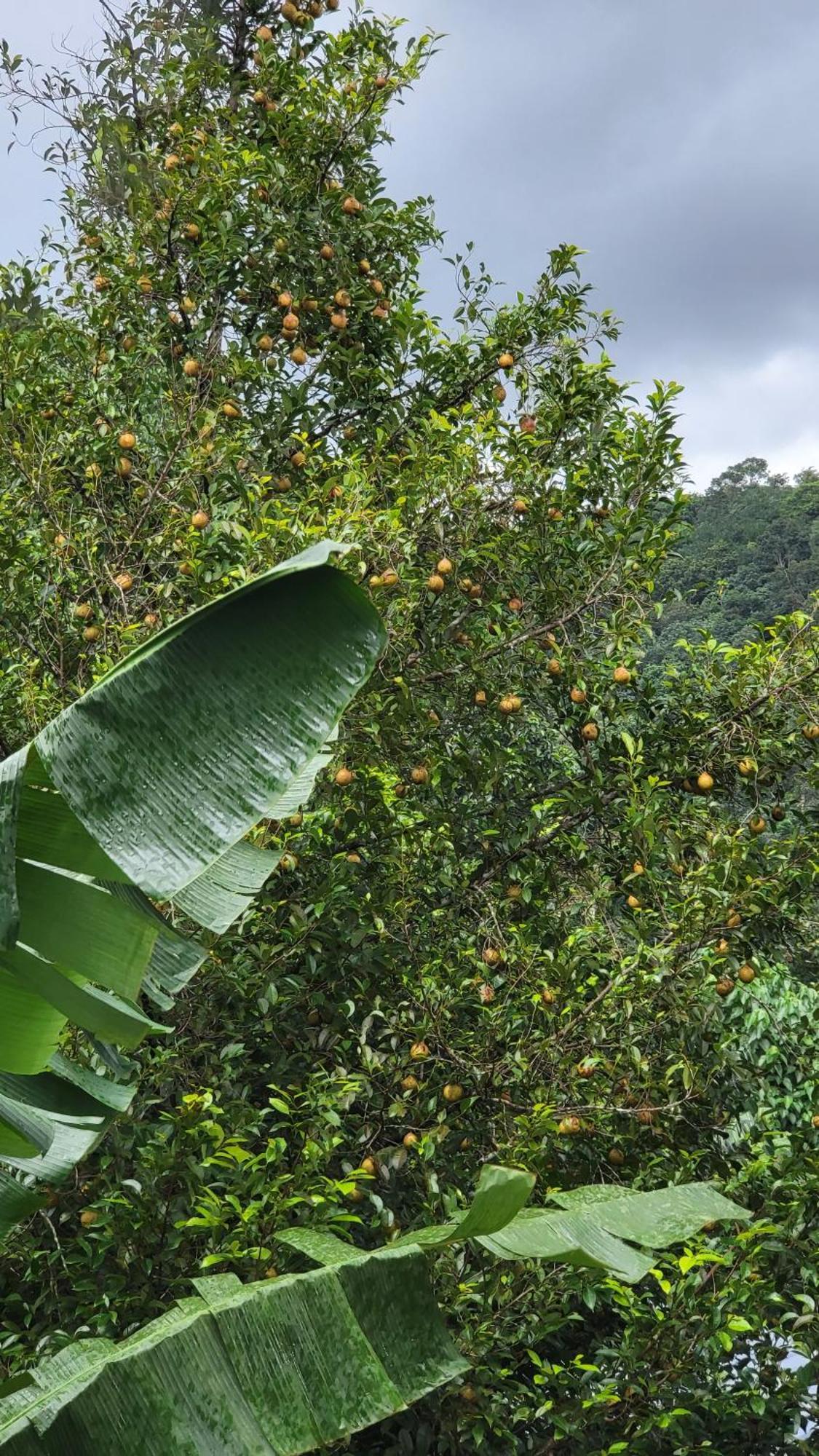Green Cradle Munnar Eksteriør bilde